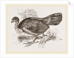 Wattled Talegalla by Anonymous