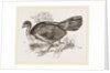Wattled Talegalla by Anonymous