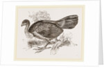Wattled Talegalla by Anonymous