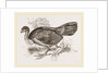 Wattled Talegalla by Anonymous