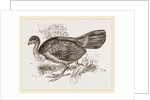Wattled Talegalla by Anonymous