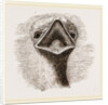 head and Tongue of Ostrich by Anonymous