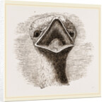 head and Tongue of Ostrich by Anonymous
