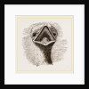 head and Tongue of Ostrich by Anonymous