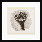 head and Tongue of Ostrich by Anonymous