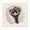 head and Tongue of Ostrich by Anonymous
