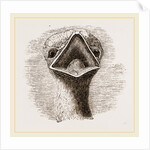 head and Tongue of Ostrich by Anonymous