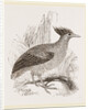 Duperrey's Megapode by Anonymous