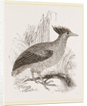 Duperrey's Megapode by Anonymous