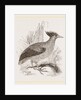 Duperrey's Megapode by Anonymous