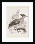 Duperrey's Megapode by Anonymous