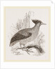 Duperrey's Megapode by Anonymous