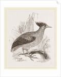 Duperrey's Megapode by Anonymous