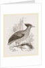 Duperrey's Megapode by Anonymous