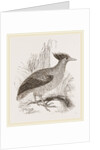 Duperrey's Megapode by Anonymous