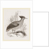 Duperrey's Megapode by Anonymous