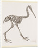 Skeleton of Apteryx by Anonymous