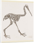 Skeleton of Apteryx by Anonymous