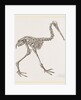 Skeleton of Apteryx by Anonymous