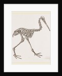 Skeleton of Apteryx by Anonymous