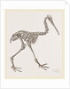 Skeleton of Apteryx by Anonymous