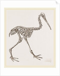 Skeleton of Apteryx by Anonymous