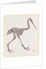 Skeleton of Apteryx by Anonymous