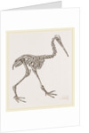 Skeleton of Apteryx by Anonymous