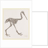 Skeleton of Apteryx by Anonymous