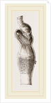 Stomach of Emeu by Anonymous