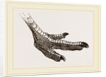 Foot of Emeu by Anonymous