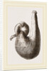 Stomach of Ostrich by Anonymous