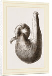 Stomach of Ostrich by Anonymous