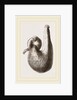 Stomach of Ostrich by Anonymous