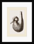 Stomach of Ostrich by Anonymous