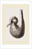Stomach of Ostrich by Anonymous