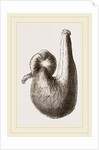 Stomach of Ostrich by Anonymous