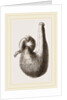Stomach of Ostrich by Anonymous