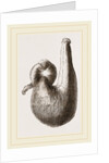 Stomach of Ostrich by Anonymous