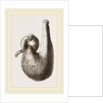 Stomach of Ostrich by Anonymous