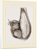 Stomach of Ostrich laid open by Anonymous