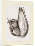 Stomach of Ostrich laid open by Anonymous