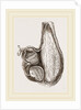 Stomach of Ostrich laid open by Anonymous
