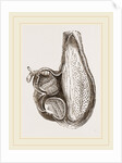 Stomach of Ostrich laid open by Anonymous
