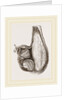 Stomach of Ostrich laid open by Anonymous