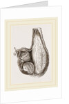 Stomach of Ostrich laid open by Anonymous