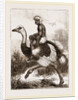 Ostrich carrying a man by Anonymous