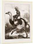 Ostrich carrying a man by Anonymous