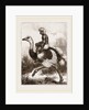 Ostrich carrying a man by Anonymous