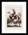 Ostrich carrying a man by Anonymous